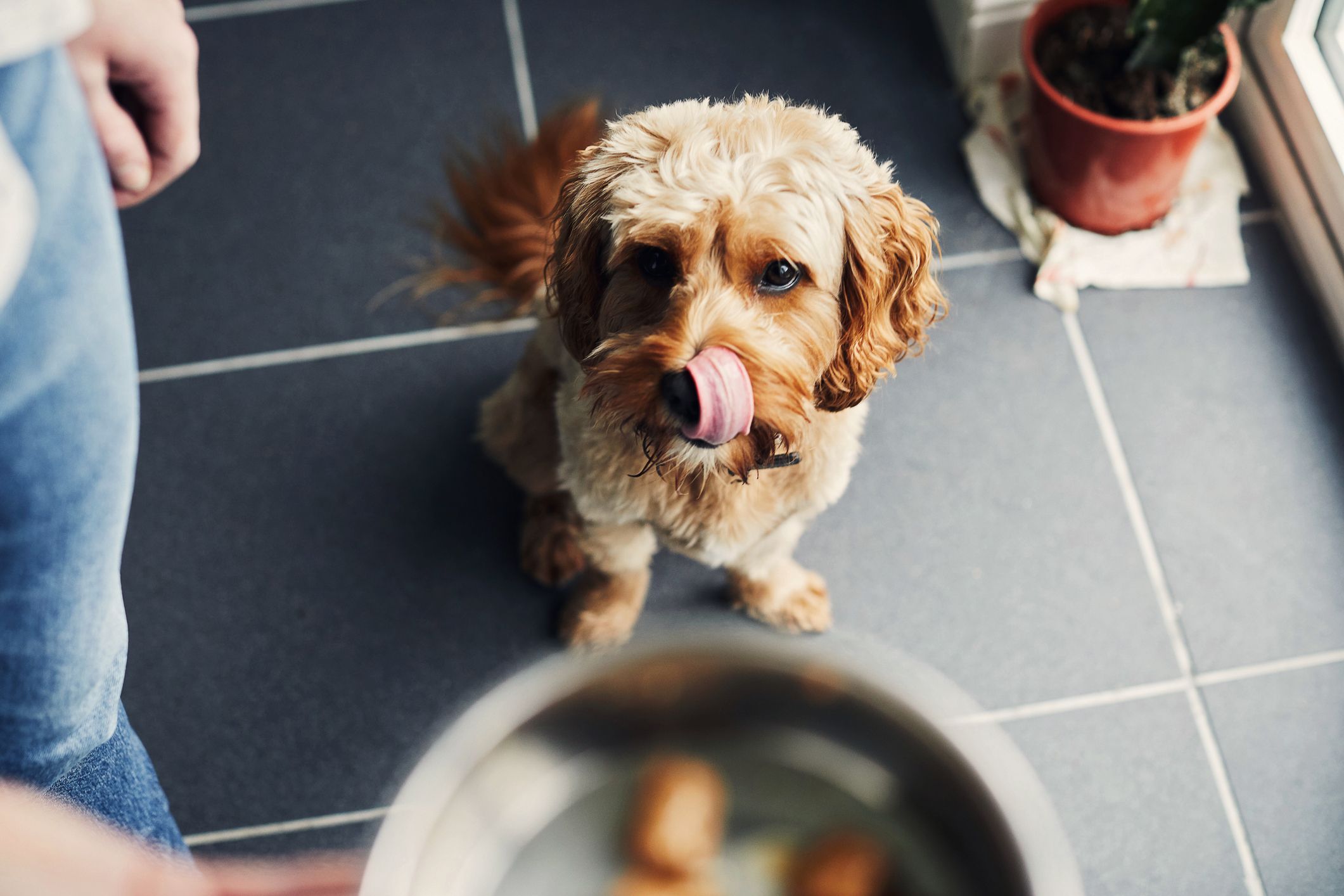 Where To Buy Dog Food Online The online pet stores still delivering