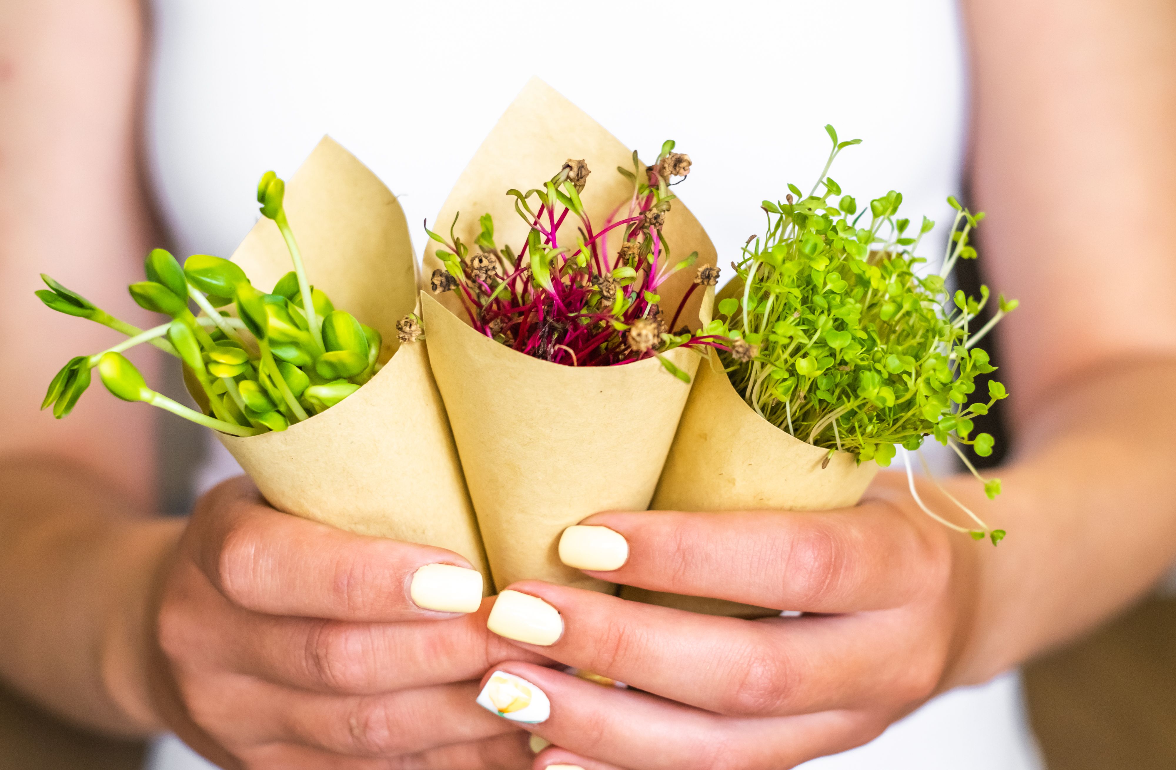 What Are Microgreens Microgreens Benefits