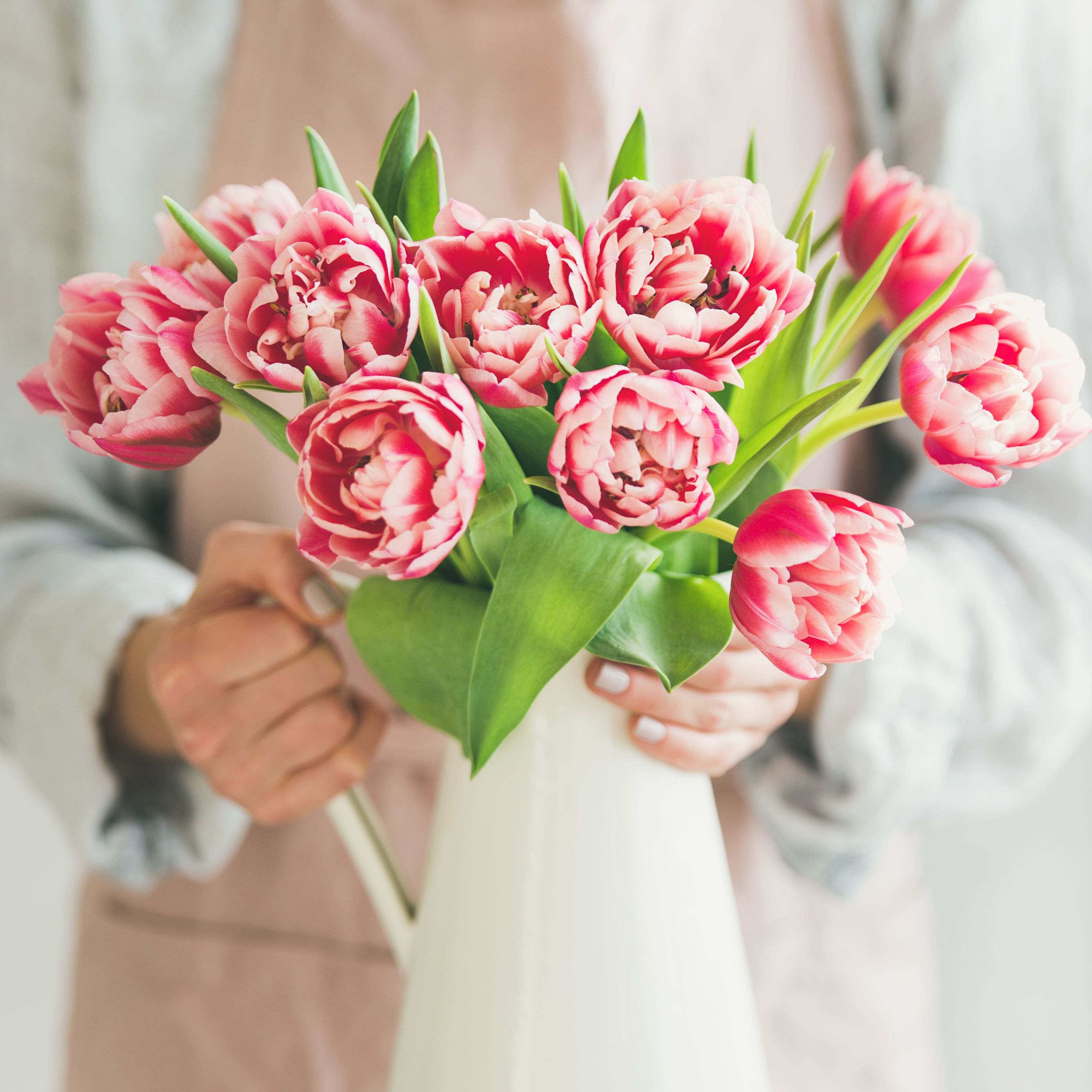 How To Stop Tulips From Drooping How To Perk Up Tulip Flowers   Woman Holding White Enamel Vase With Fresh Pink Royalty Free Image 951929784 1555587961 