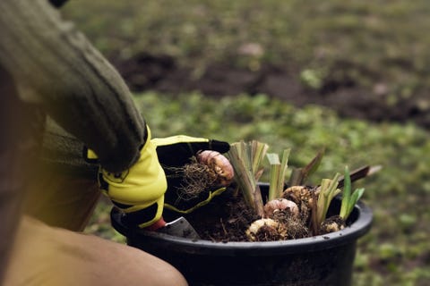 Woman is preparing bulbs of plants for planting in the garden