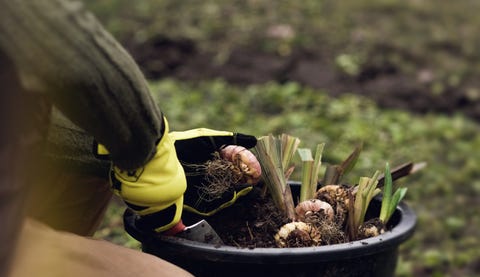 Woman is preparing bulbs of plants for planting in the garden Woman is preparing bulbs of plants for planting in the garden