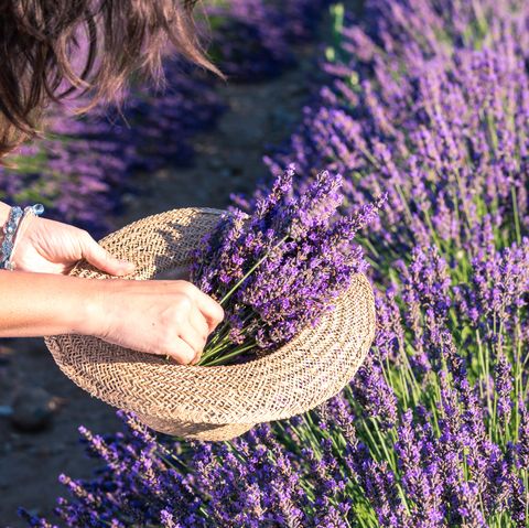 woman picking up lavender flowers, close up
