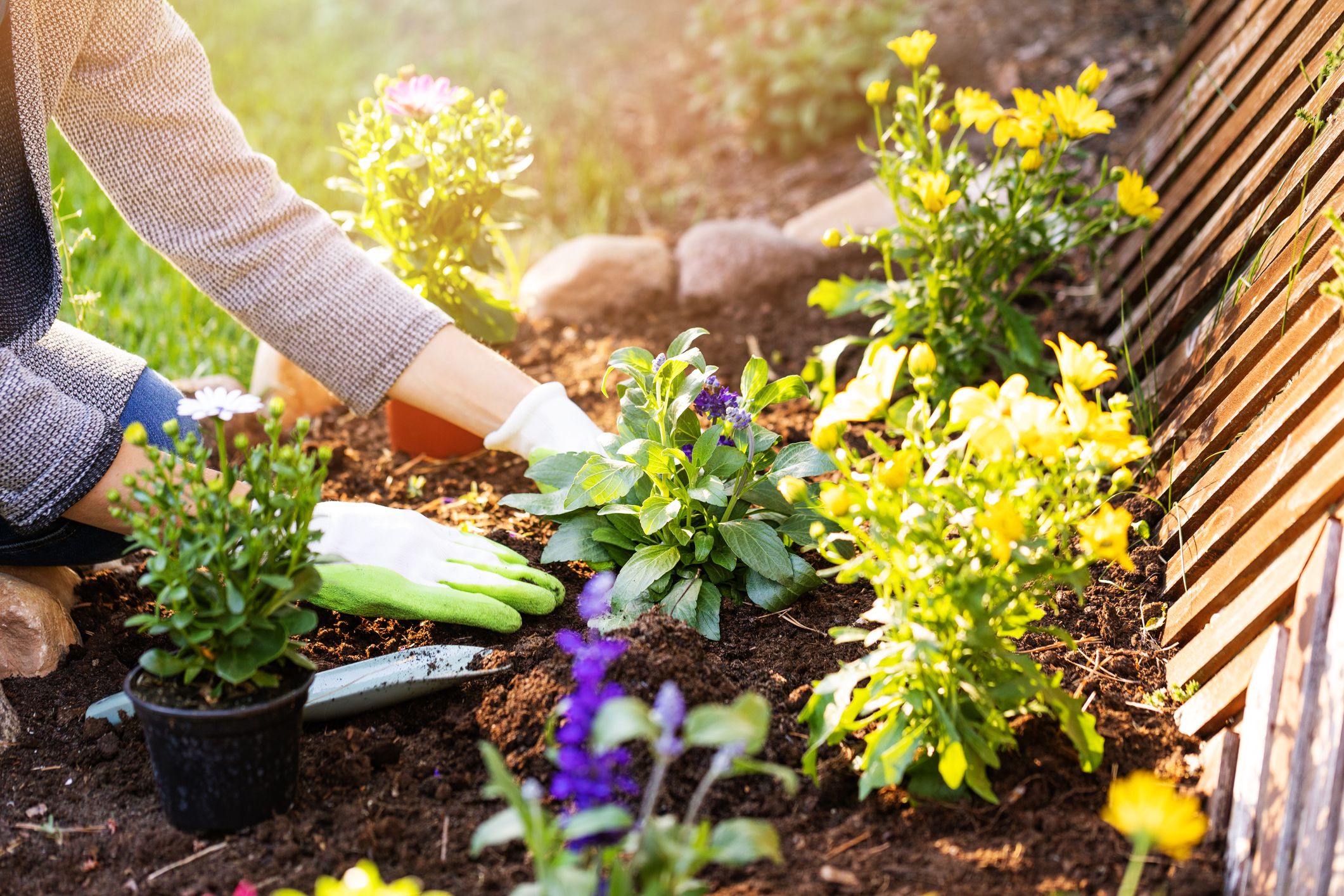 What To Plant In Your Garden A Month By Month Guide