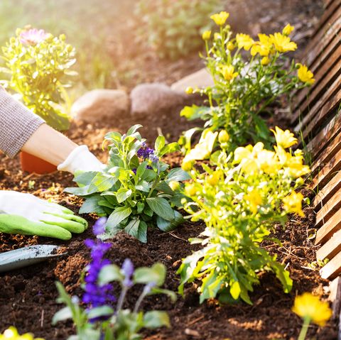 woman planting flowers in backyard garden flowerbed