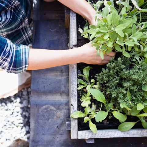 How To Grow Your Own Herb Garden Herb Garden Ideas