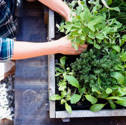 How To Grow Your Own Herb Garden Herb Garden Ideas