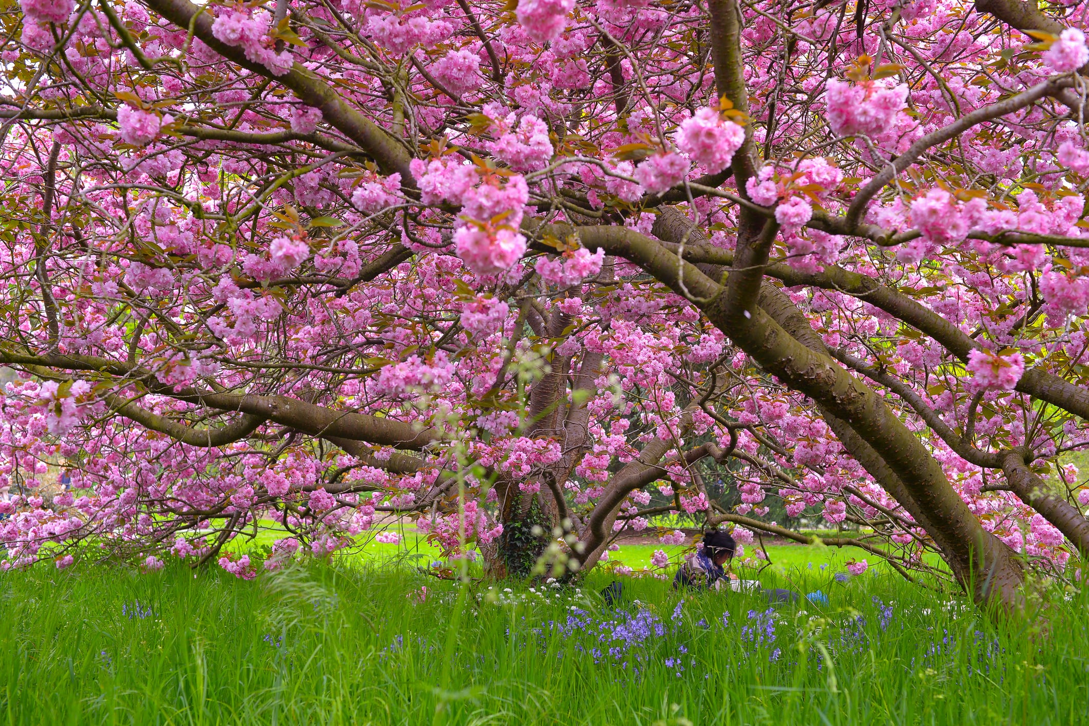 A Dozen Pink-Flowering Trees That Are the Picture of Spring