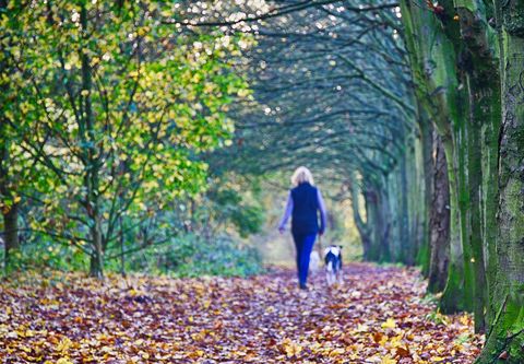 Rear View Of Woman Walking With Dog In Forest During Autumn