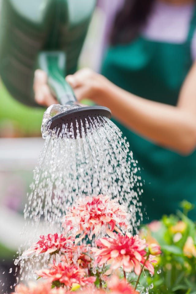 this is when you should start watering your garden plants