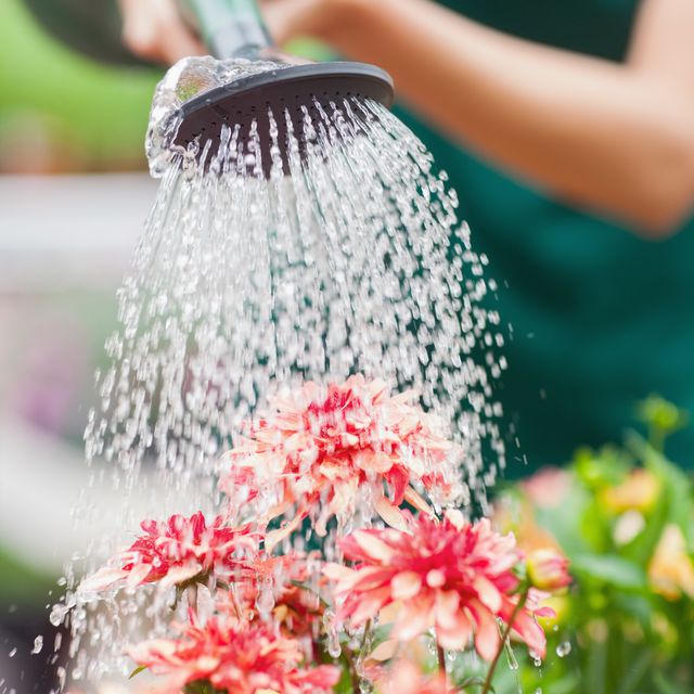 this is when you should start watering your garden plants
