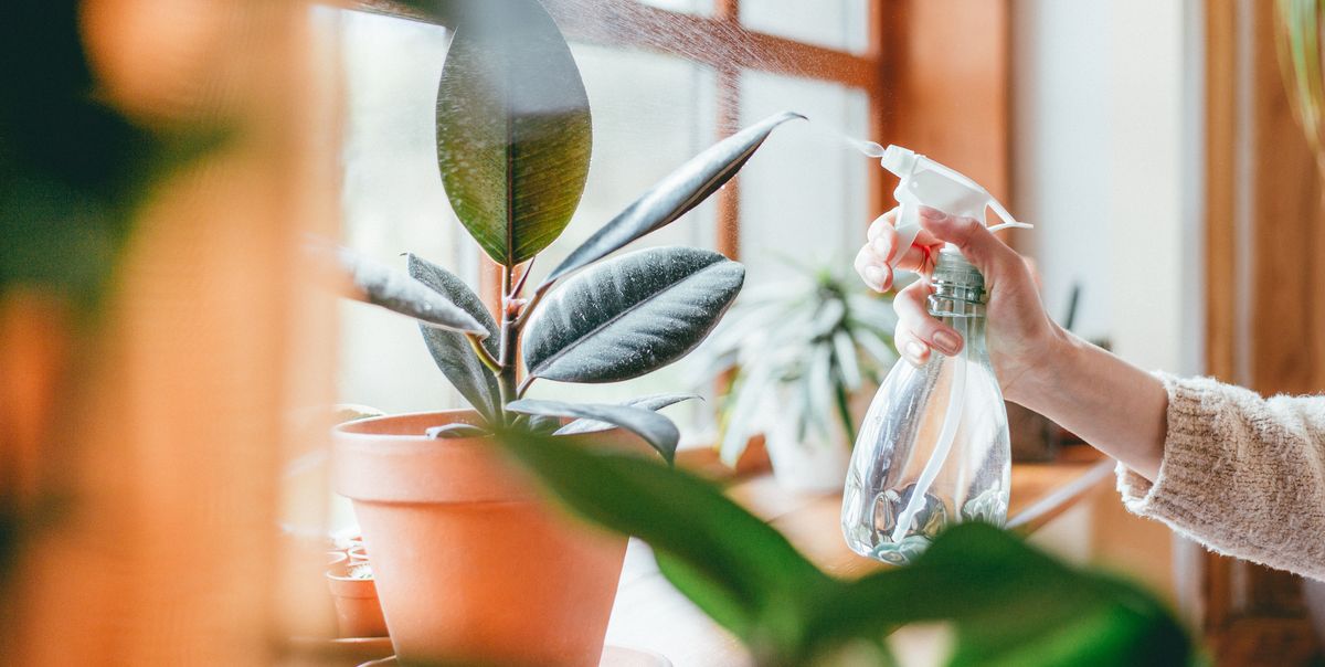 Stylist Gives Away 300 Indoor Plants