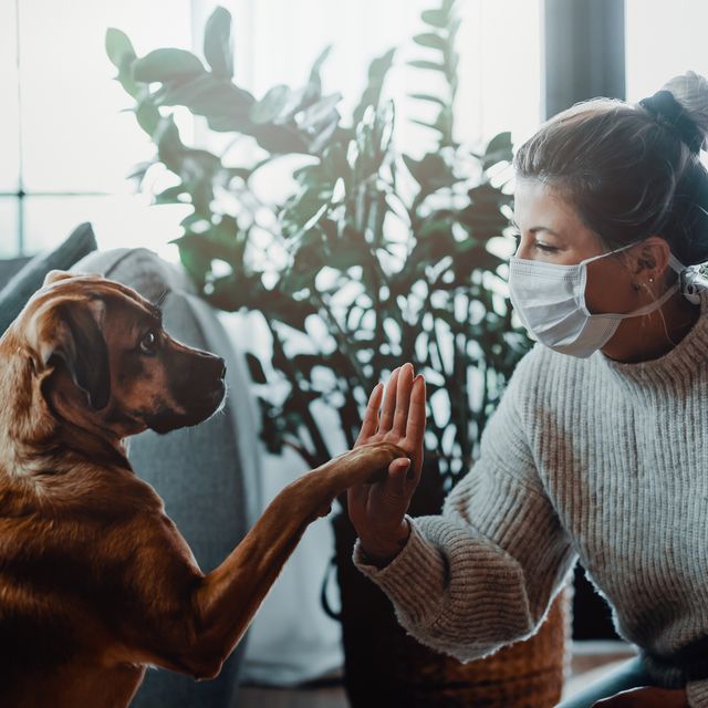 4 tips to help your dogs adjust to seeing people in face masks