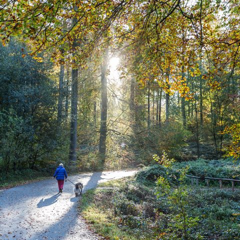 old lady walking on a beech forest with her dog, black forest, baden württemberg, germany