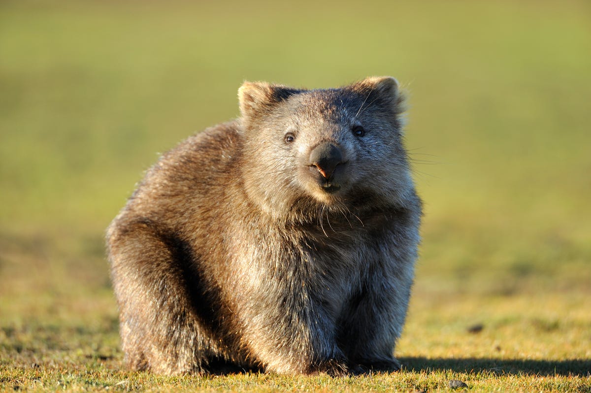 Mystery Of Square Wombat Poop Revealed