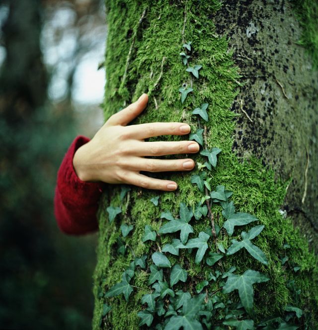 tree hugger