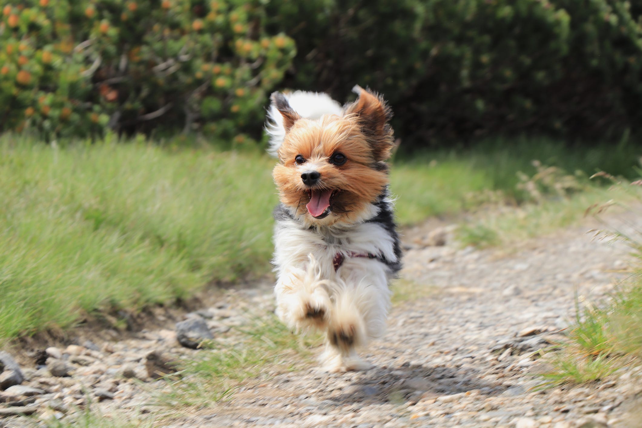 15 Most Expensive Dog Breeds You Can Adopt Today