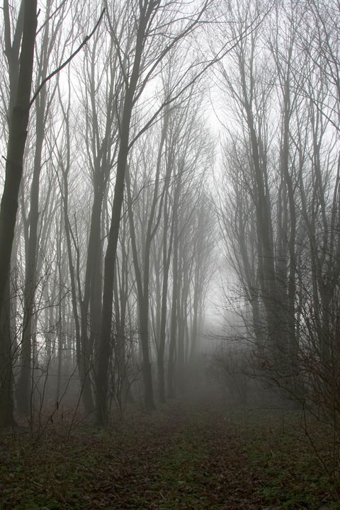 Woods, Gloucestershire, UK