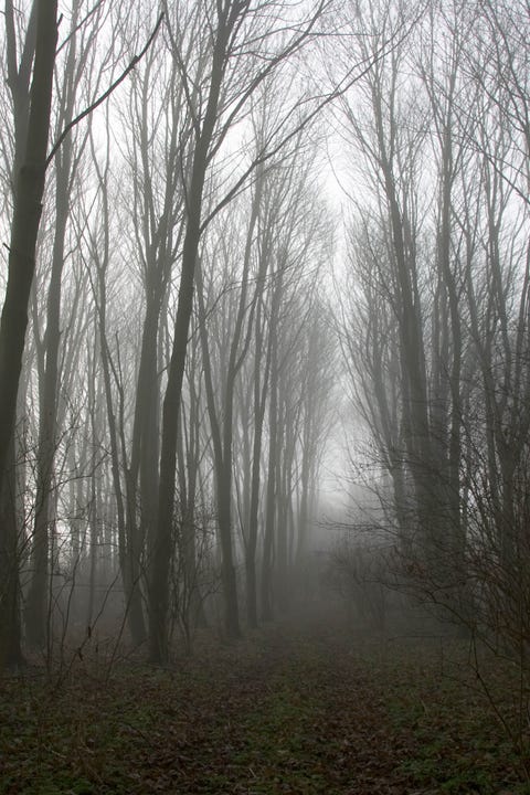 Woods, Gloucestershire, UK Woods, Gloucestershire, UK