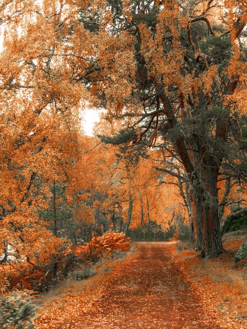 woodland walks by loch an eilein in autumn