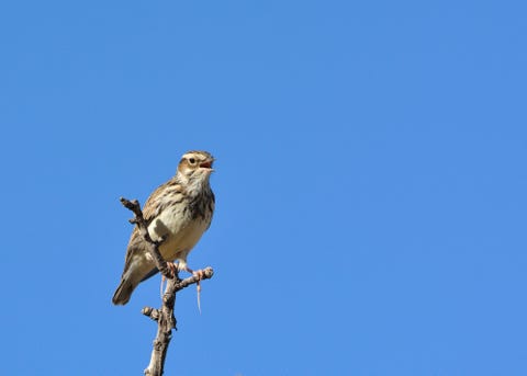 Woodlark (Lullula arborea) on branch