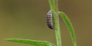 Wood louse, oniscideea, walking on the stem of a plant in a meadow