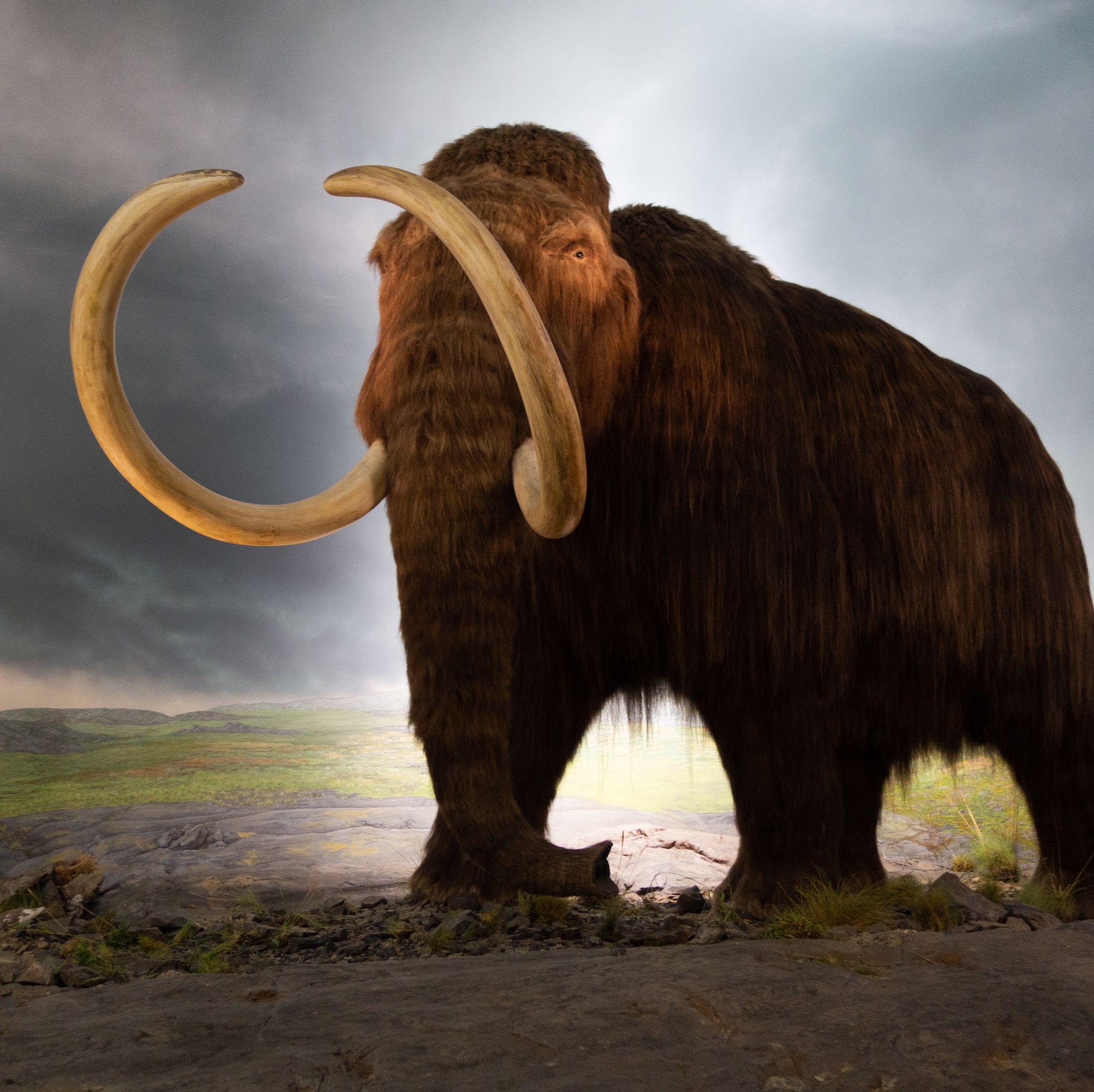 Bringing Back the Wooly Mammoth Is a Slippery Slope Toward 'Zoos Full of Eco-Zombies'