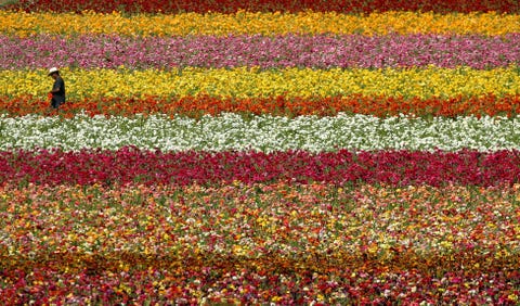 sea of color spreads out at flower fields of carlsbad ranch