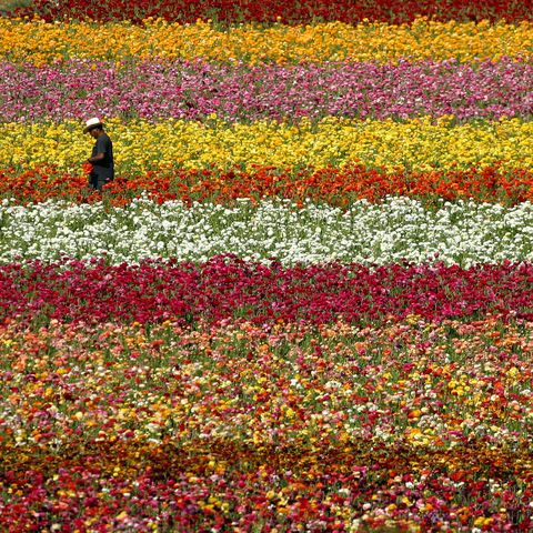 sea of color spreads out at flower fields of carlsbad ranch