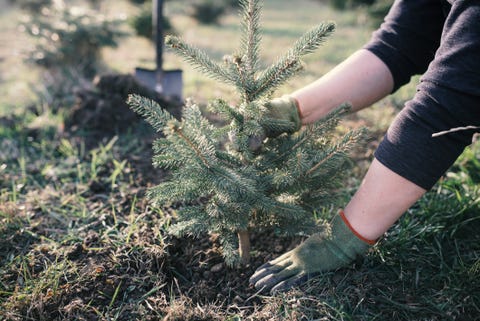 Worker plant a young tree in the garden. Small plantation for a christmas tree. Picea pungens and Abies nordmanniana. Spruce and fir.