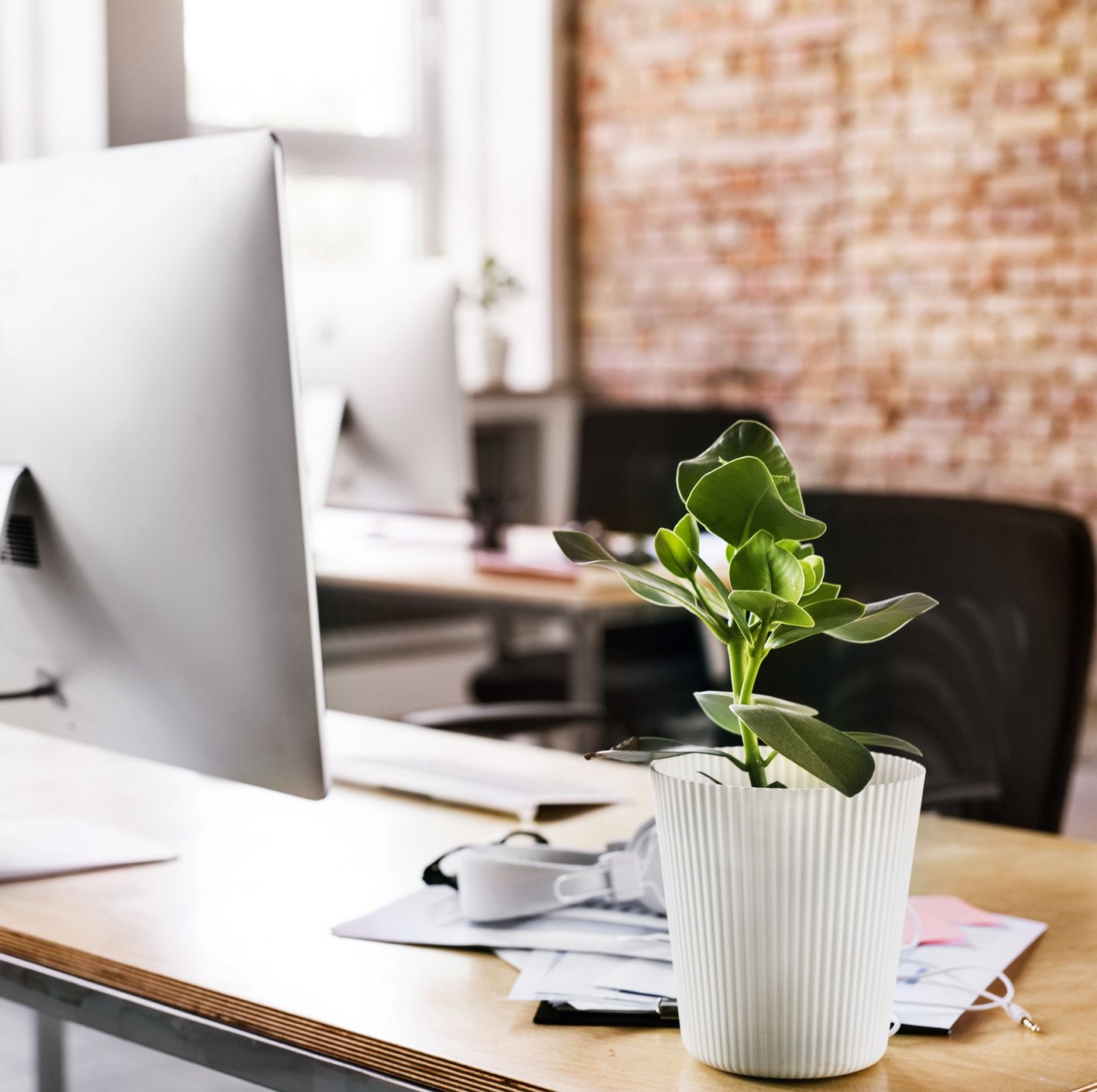 The Best Office Plants - Plants That Will Thrive on Your Desk
