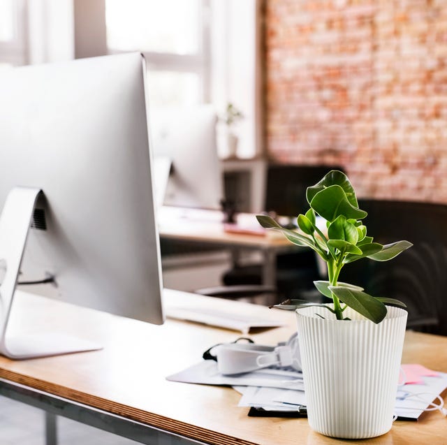 The Best Office Plants Plants That Will Thrive On Your Desk