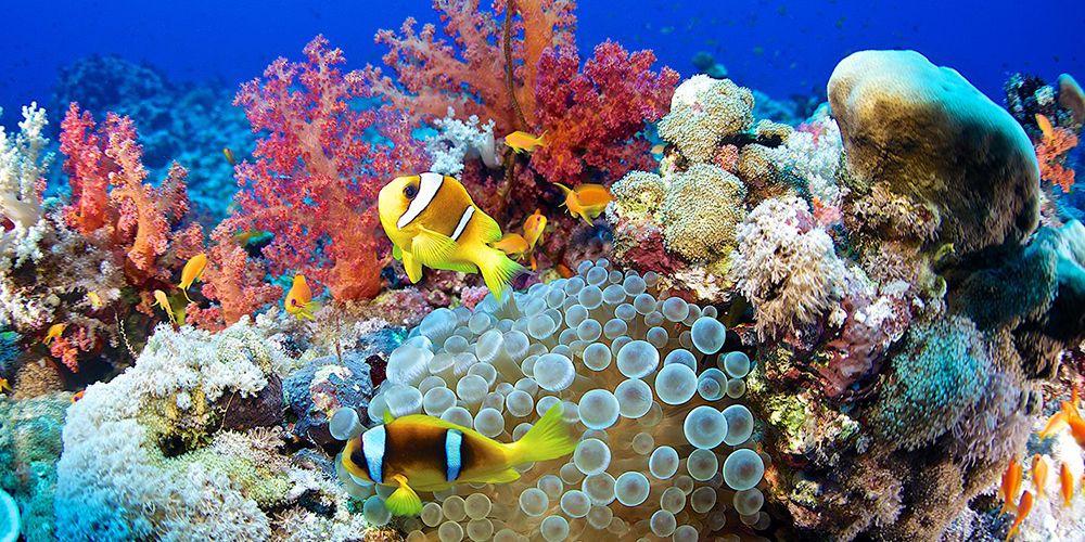 20 Underwater Photos to Celebrate World Oceans Day - Beautiful Sea Life Photos