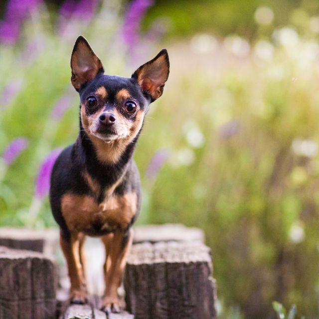 a chihuahua standing on top of a wooden fence against a diffuse background of flowers and greenery
