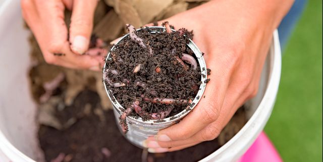 the urban worm farm and delivery