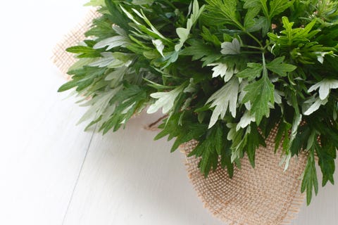 wormwood wormwood