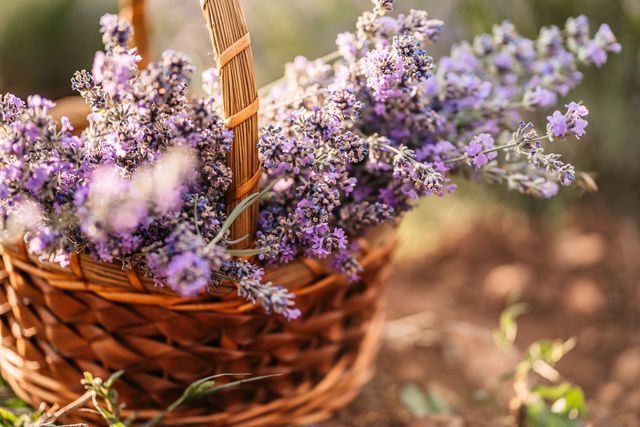 a woven basket filled with purple lavender
