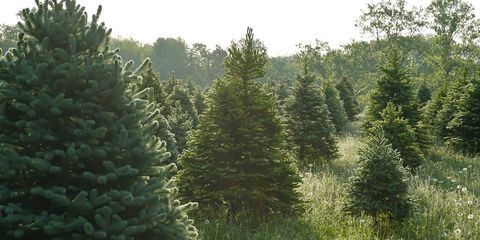 Christmas Tree Farms Near Me - 30 Best Christmas Tree Farms in America