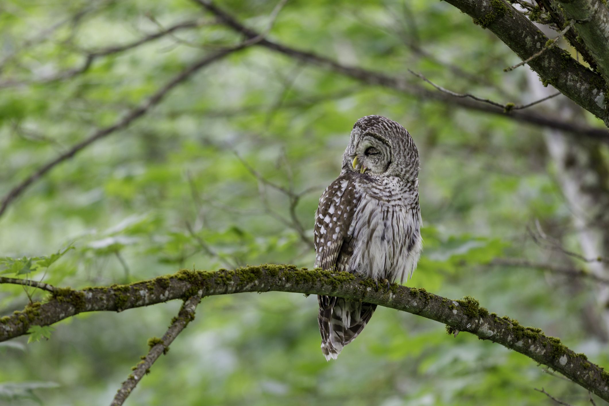 How To Attract Owls To Your Yard How To Install An Owl Box