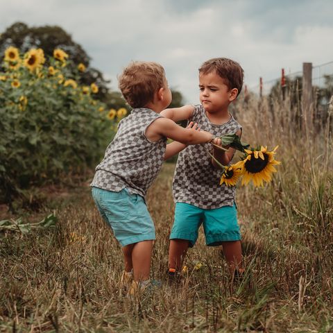 3 year old toddler fraternal twins stands in a sunflower field and are fighting  tantrumming
