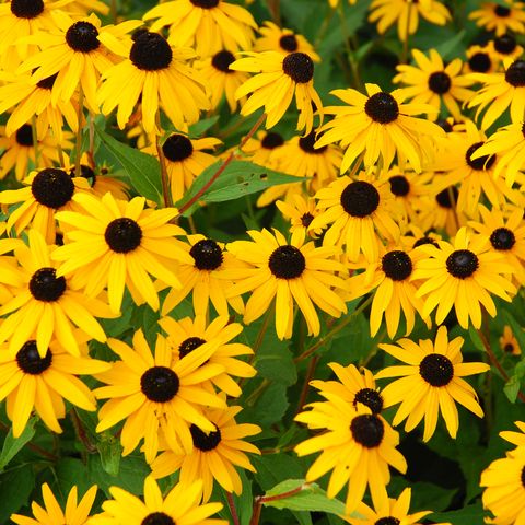 yellow daisies with brown centers growing freely