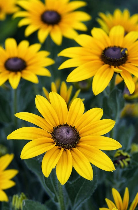 Susans Black Eyed - significados de flores