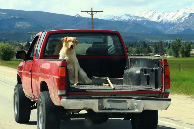 dog rides in back of pickup truck