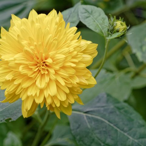 Download 25 Yellow Flowers For Gardens Perennials Annuals With Yellow Blossoms