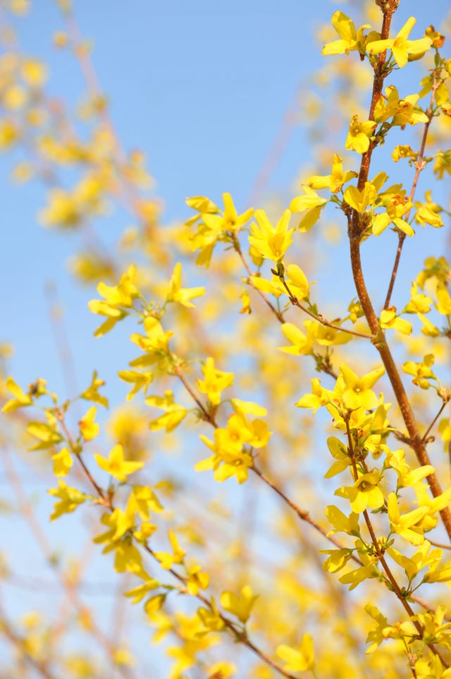 Best Yellow Flowers, Plants & Houseplants for Spring and Summer