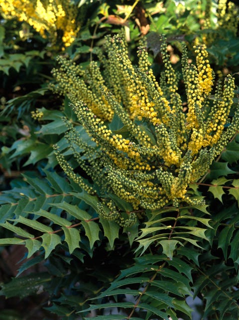 20 Essential Evergreen Shrubs Best Types Of Bushes Yellow Flowers Of Mahonia X Media Close Up