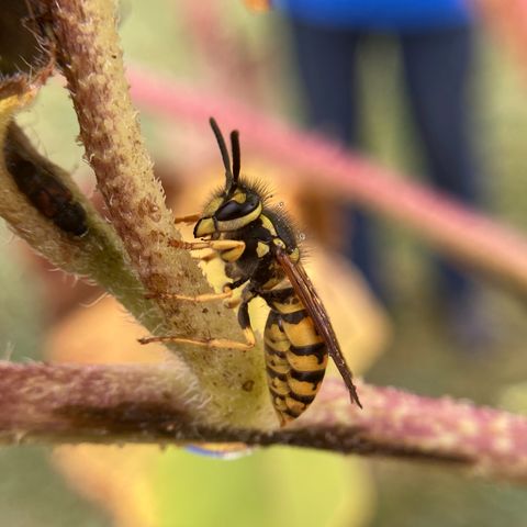 yellow jacket in plant stem