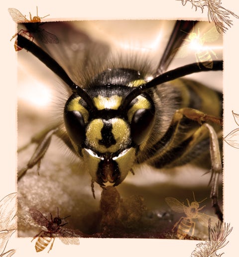 yellow jacket with illustrated bees around the border