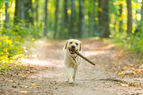 yellow labrador with stick in forest