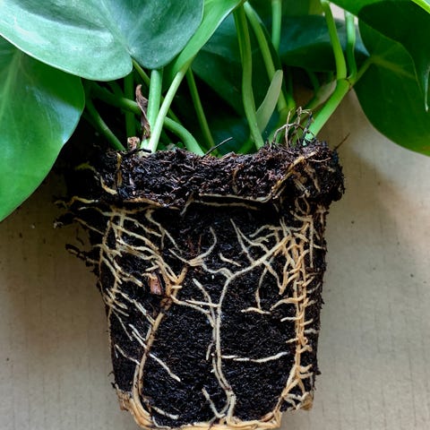 Plant roots yellow leaves on plants