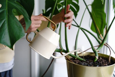 yellow leaves on plants, chlorosis, watering houseplant